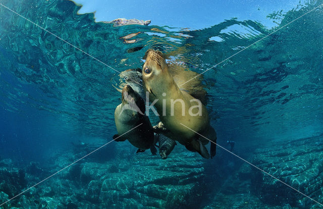 Californian sea lion (Zalophus californianus)