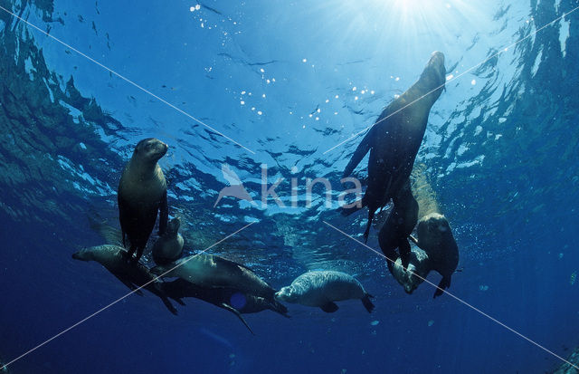 Californian sea lion (Zalophus californianus)