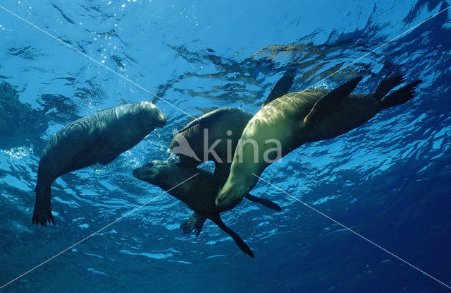 Californian sea lion (Zalophus californianus)