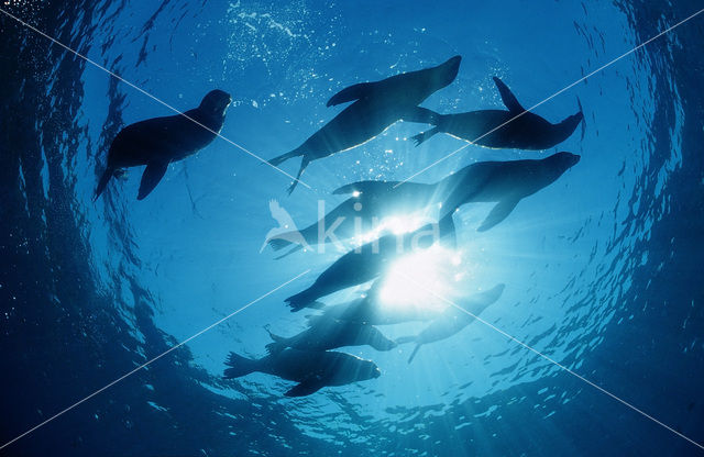 Californian sea lion (Zalophus californianus)