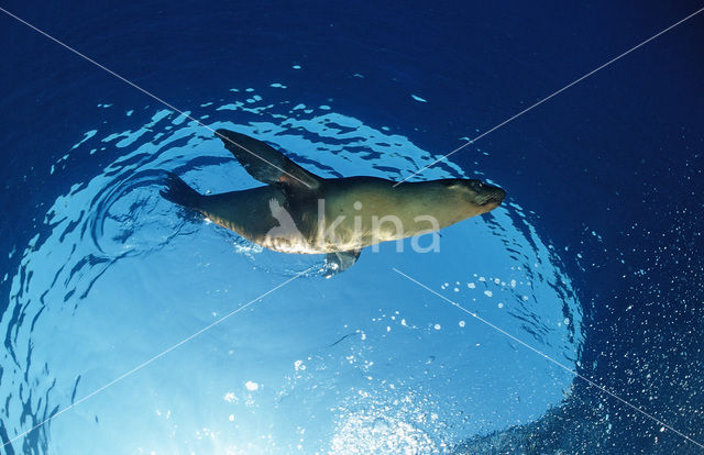 Californian sea lion (Zalophus californianus)