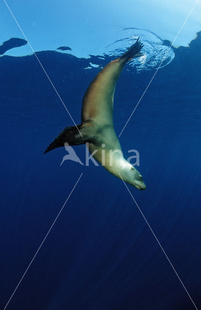 Californian sea lion (Zalophus californianus)