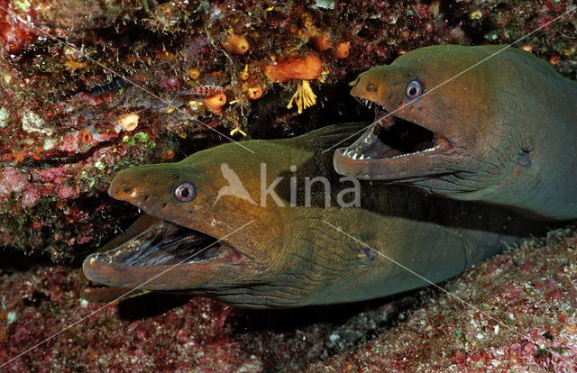 Chestnut moray