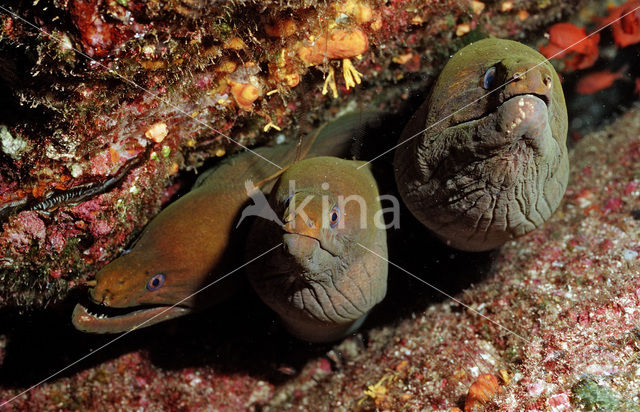 Chestnut moray