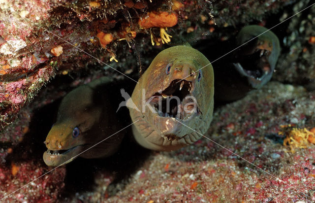 Chestnut moray