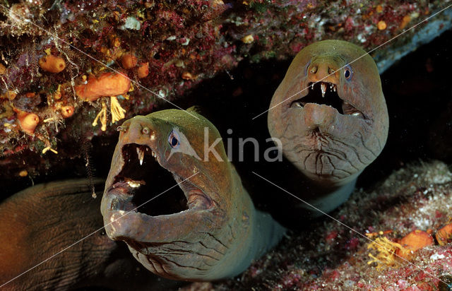 Chestnut moray