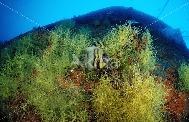 Cortez angelfish (Pomacanthus zonipectus)