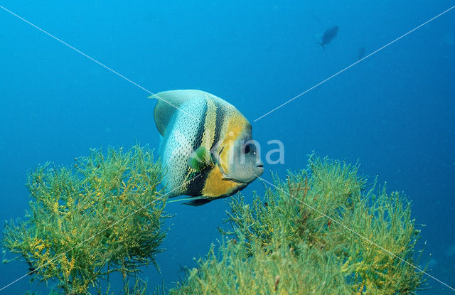 Cortez angelfish (Pomacanthus zonipectus)