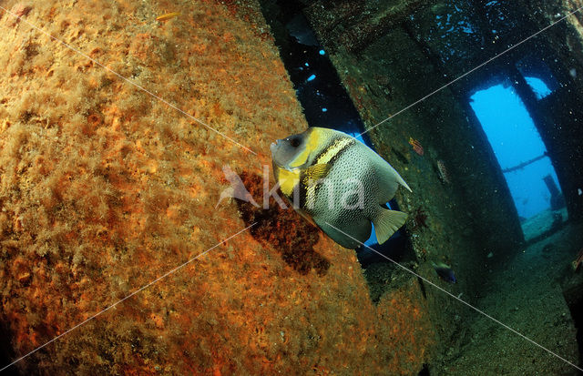 Cortez angelfish (Pomacanthus zonipectus)