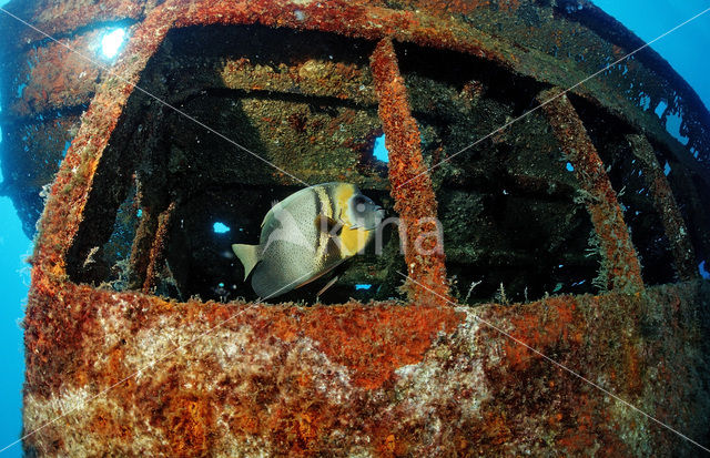 Cortez angelfish (Pomacanthus zonipectus)