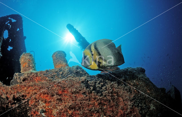 Cortez angelfish (Pomacanthus zonipectus)