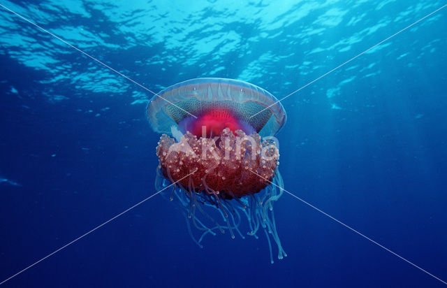 Crown jellyfish (Netrostoma setouchina)