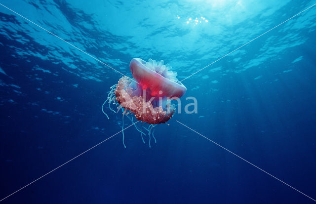 Crown jellyfish (Netrostoma setouchina)