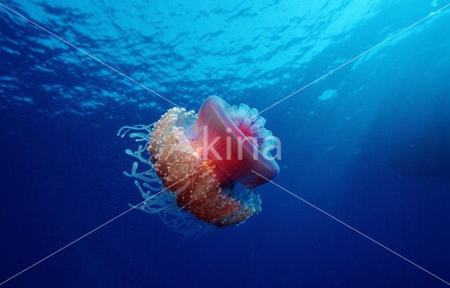 Crown jellyfish (Netrostoma setouchina)