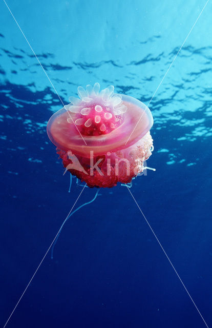 Crown jellyfish (Netrostoma setouchina)