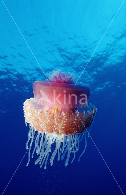 Crown jellyfish (Netrostoma setouchina)