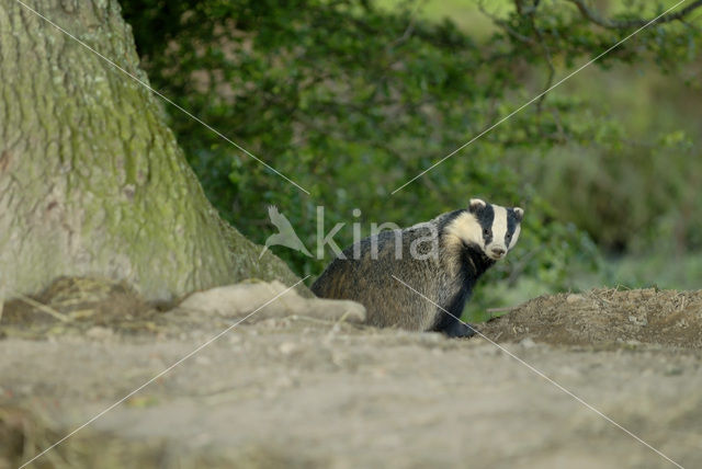 Badger (Meles meles)