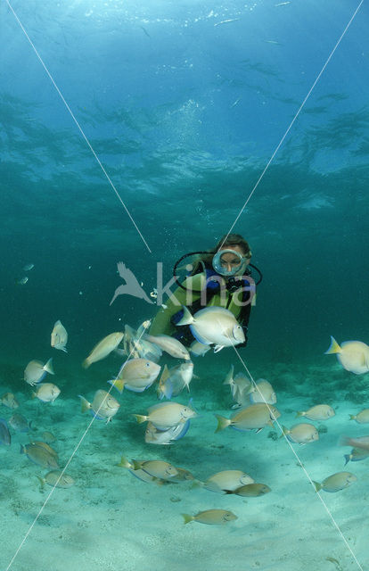 Doctorfish (Acanthurus chirurgus)