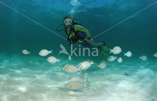 Doktersvis (Acanthurus chirurgus)