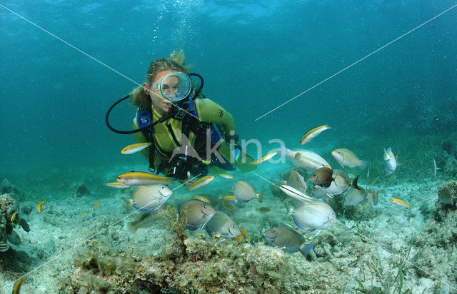 Doktersvis (Acanthurus chirurgus)