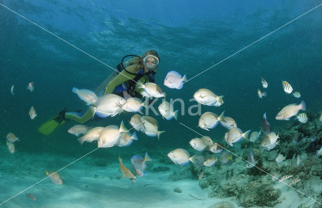 Doktersvis (Acanthurus chirurgus)