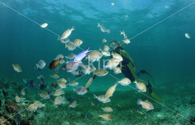 Doctorfish (Acanthurus chirurgus)