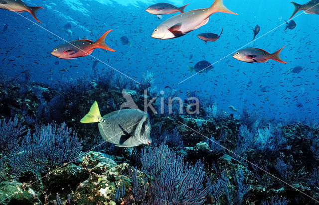 Razor surgeonfish (Prionurus laticlavius)