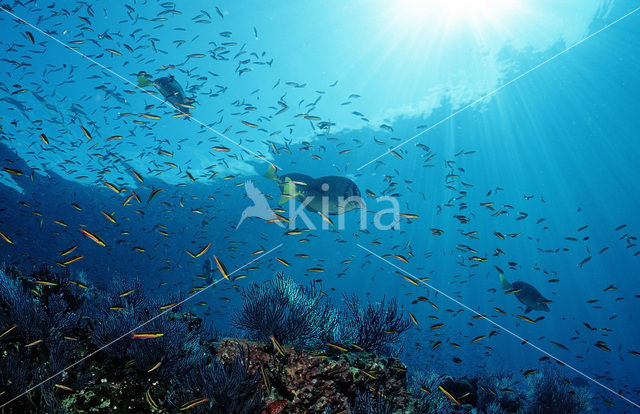 Razor surgeonfish (Prionurus laticlavius)