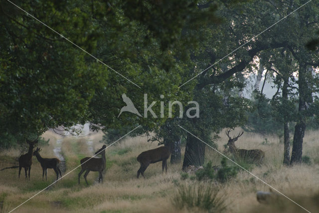 Red Deer (Cervus elaphus)