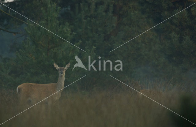 Red Deer (Cervus elaphus)