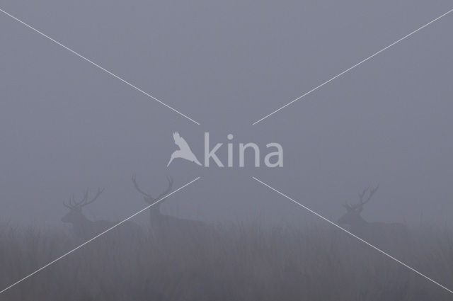 Red Deer (Cervus elaphus)