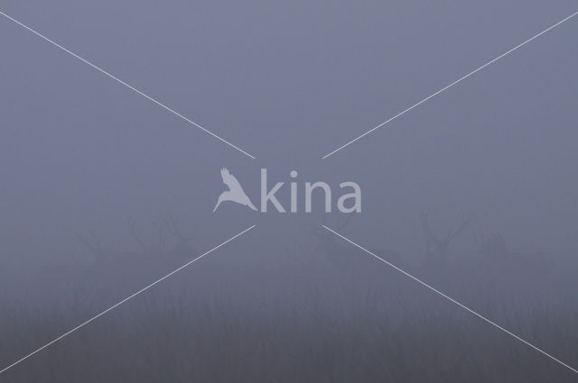 Red Deer (Cervus elaphus)