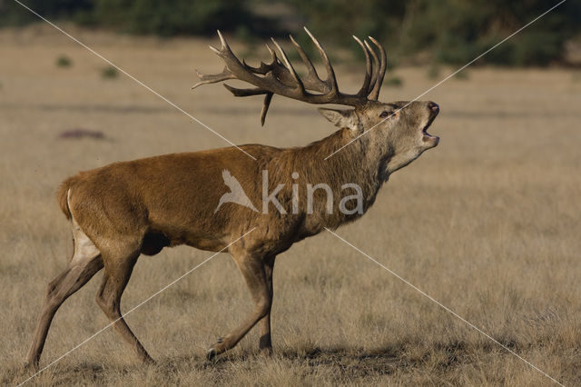 Red Deer (Cervus elaphus)