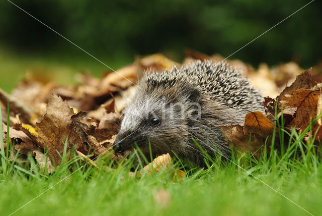 Hedgehog (Erinaceus europaeus)