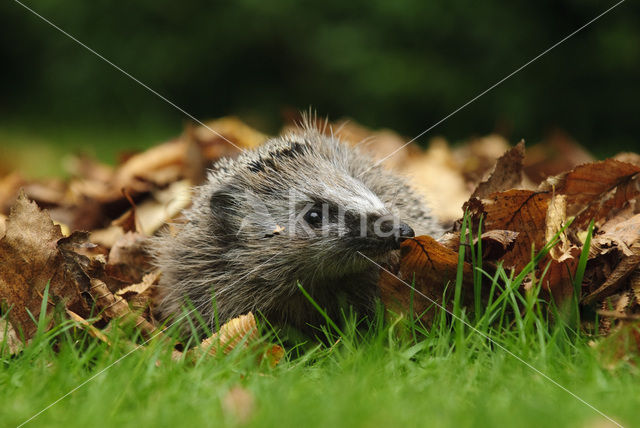 Egel (Erinaceus europaeus)