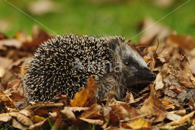 Hedgehog (Erinaceus europaeus)