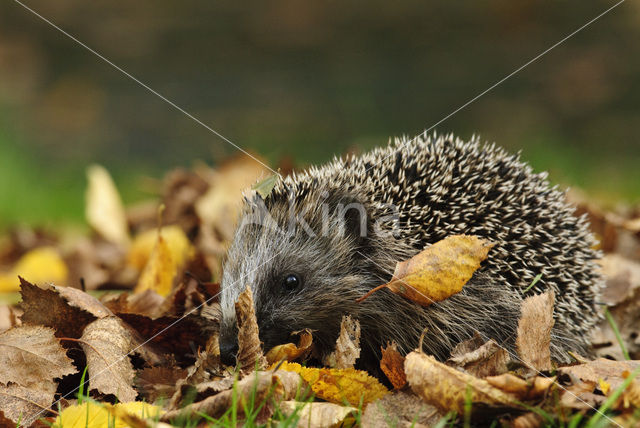 Hedgehog (Erinaceus europaeus)