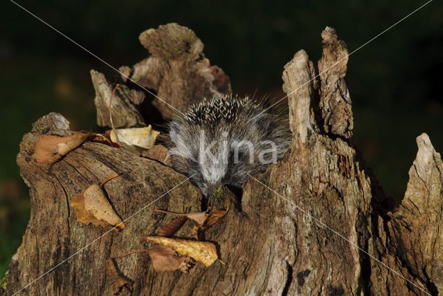 Hedgehog (Erinaceus europaeus)