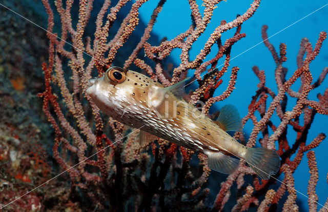 Long-spine porcupinefish (Diodon holocanthus)