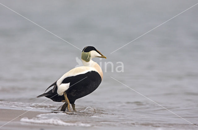 Eider (Somateria mollissima)