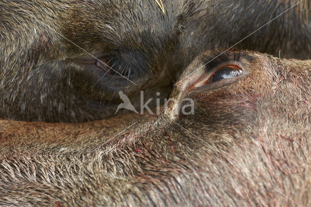 Elk (Alces alces)