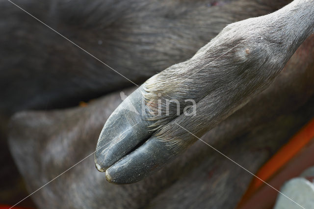 Eland (Alces alces)