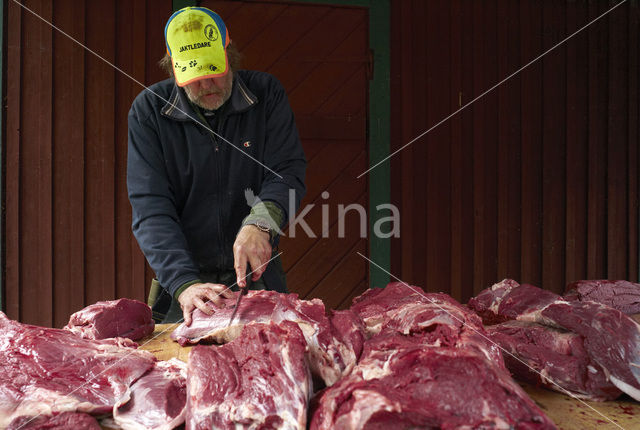 Eland (Alces alces)