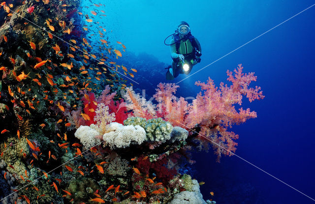 Elphinstone reef