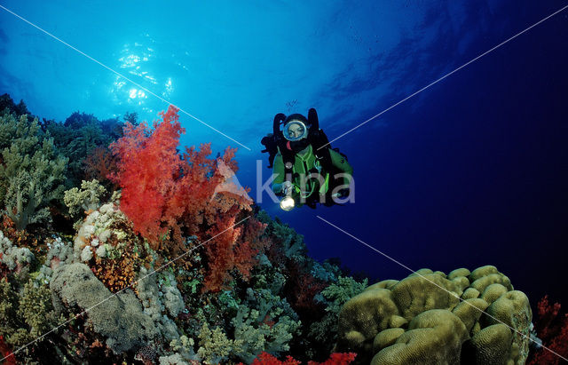 Elphinstone reef