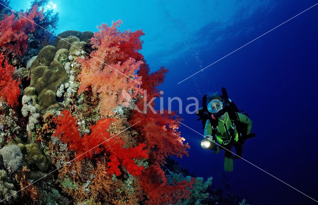 Elphinstone reef