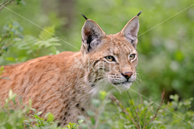 Eurasian Lynx (Lynx lynx)