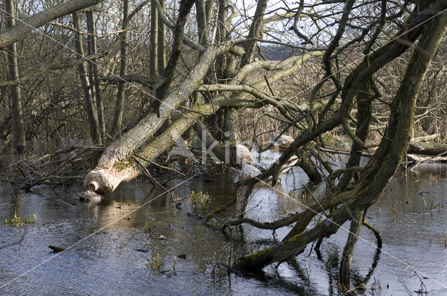 Europese bever (Castor fiber)