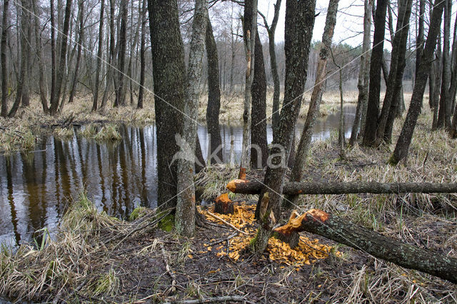 Eurasian beaver (Castor fiber)