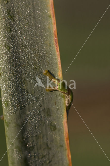 European Tree Frog (Hyla arborea)